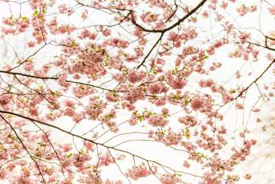 images/CherryBlossom-024-web.jpg