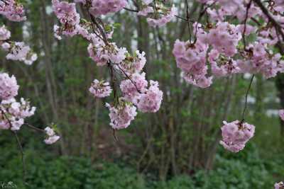 images/CherryBlossom-047-web.jpg