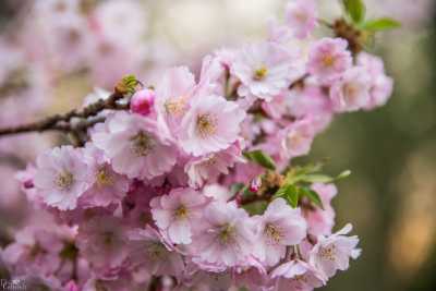 images/CherryBlossom-115-web.jpg