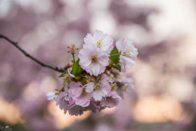 images/CherryBlossom-118-web.jpg