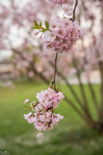 images/CherryBlossom-126-web.jpg