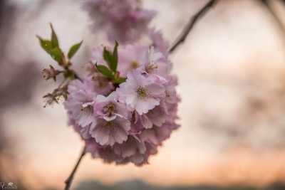 images/CherryBlossom-131-web.jpg