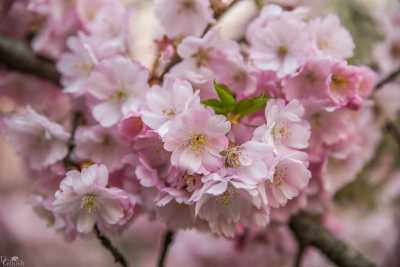 images/CherryBlossom-135-web.jpg