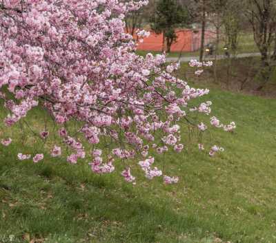 images/CherryBlossom-158-web.jpg