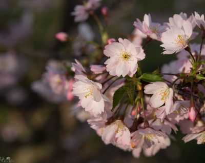 images/CherryBlossom-241-web.jpg