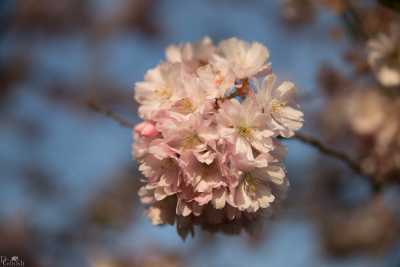 images/CherryBlossom-285-web.jpg