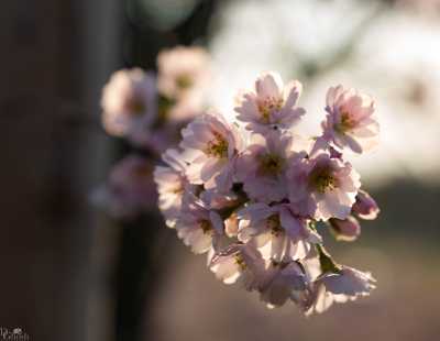 images/CherryBlossom-297-web.jpg