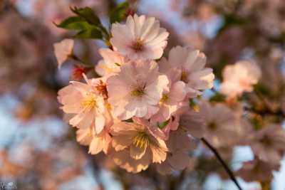 images/CherryBlossom-355-web.jpg