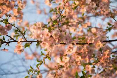 images/CherryBlossom-377-web.jpg