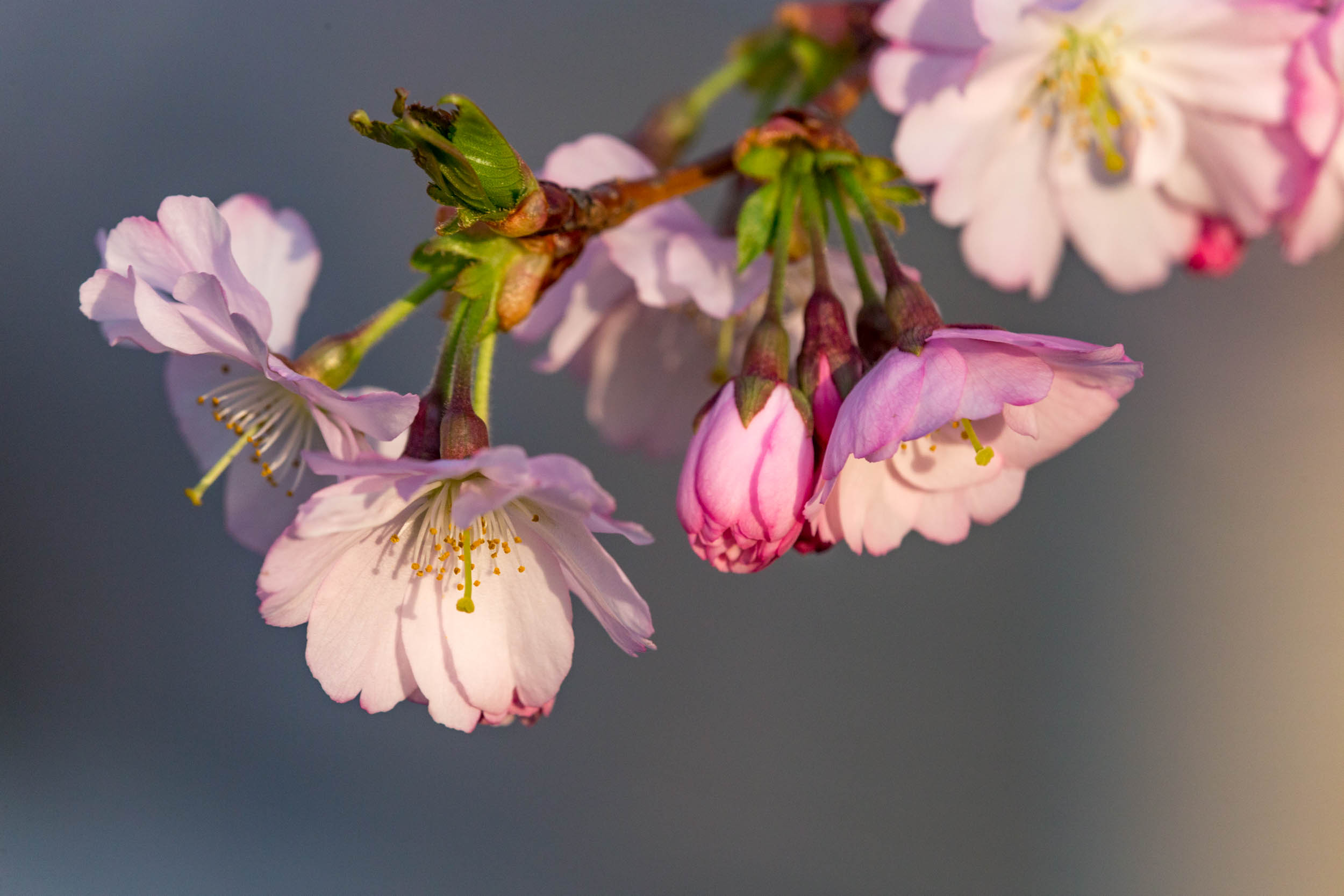 images/cherryblossom-7051-web.jpg