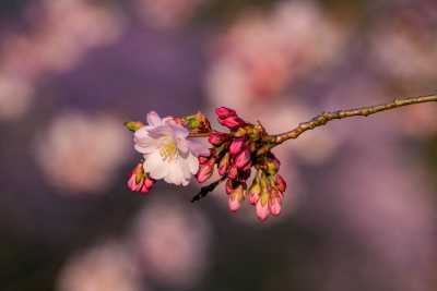 images/cherryblossom-7077-web.jpg