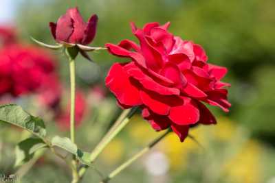 flowers/flowers-0247-web.jpg