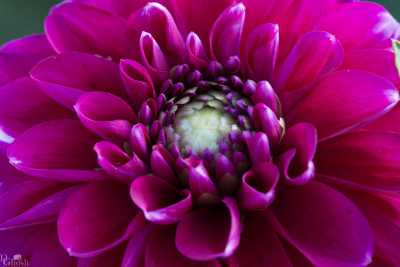 flowers/flowers-1266-web.jpg