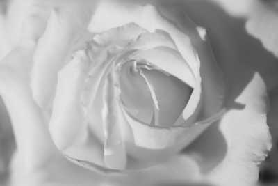 flowers/rose-1.jpg
