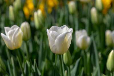 keukenhof-day1/keukenhof-8527-web.jpg