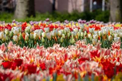 keukenhof-day1/keukenhof-8528-web.jpg