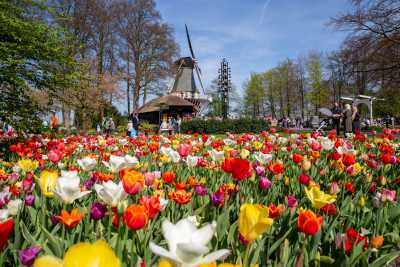 keukenhof-day1/keukenhof-8576-web.jpg