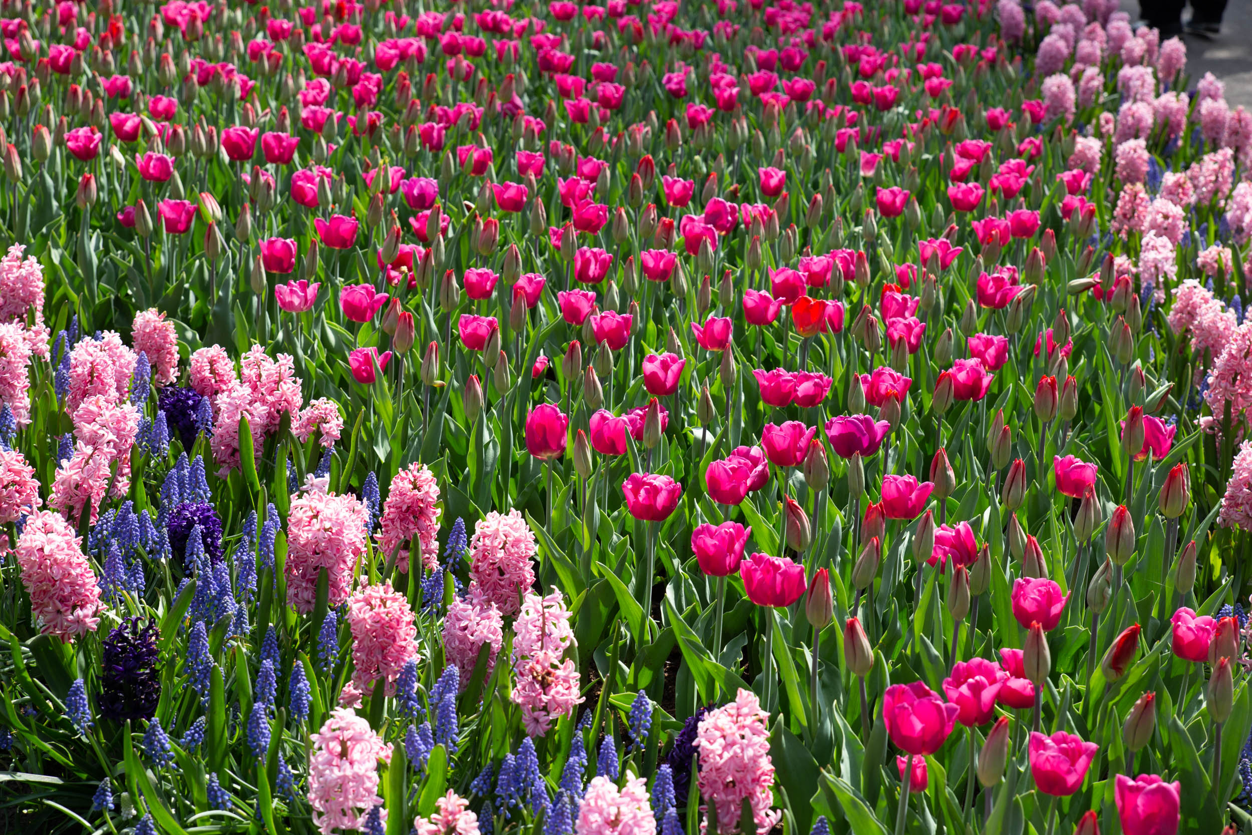 keukenhof-day1/keukenhof-8591-web.jpg