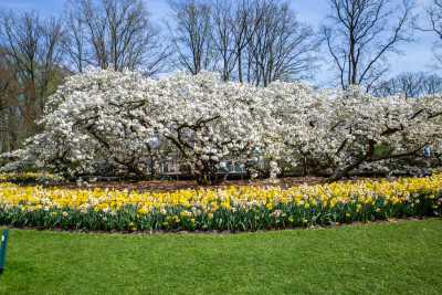 keukenhof-day1/keukenhof-8610-web.jpg