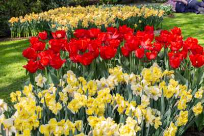 keukenhof-day1/keukenhof-8650-web.jpg