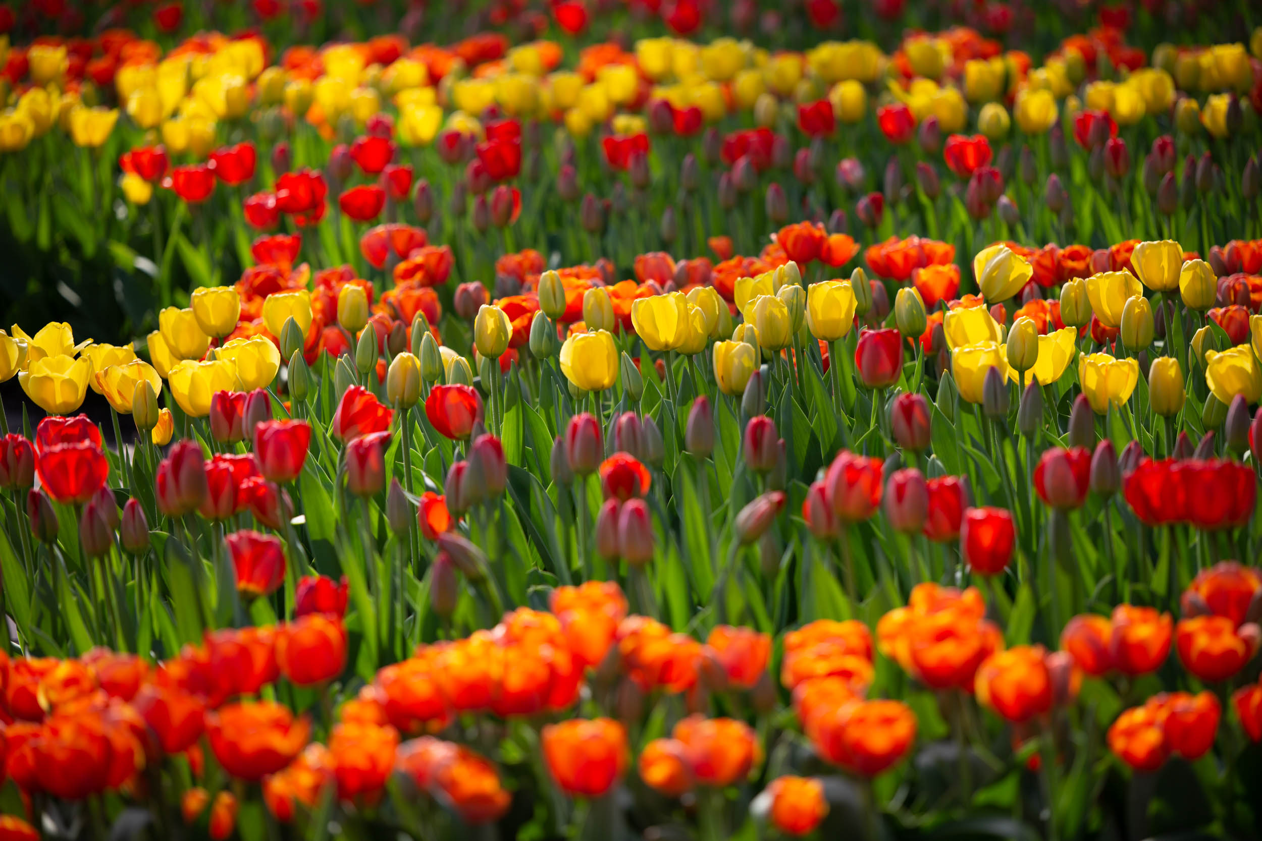 keukenhof-day1/keukenhof-8730-web.jpg