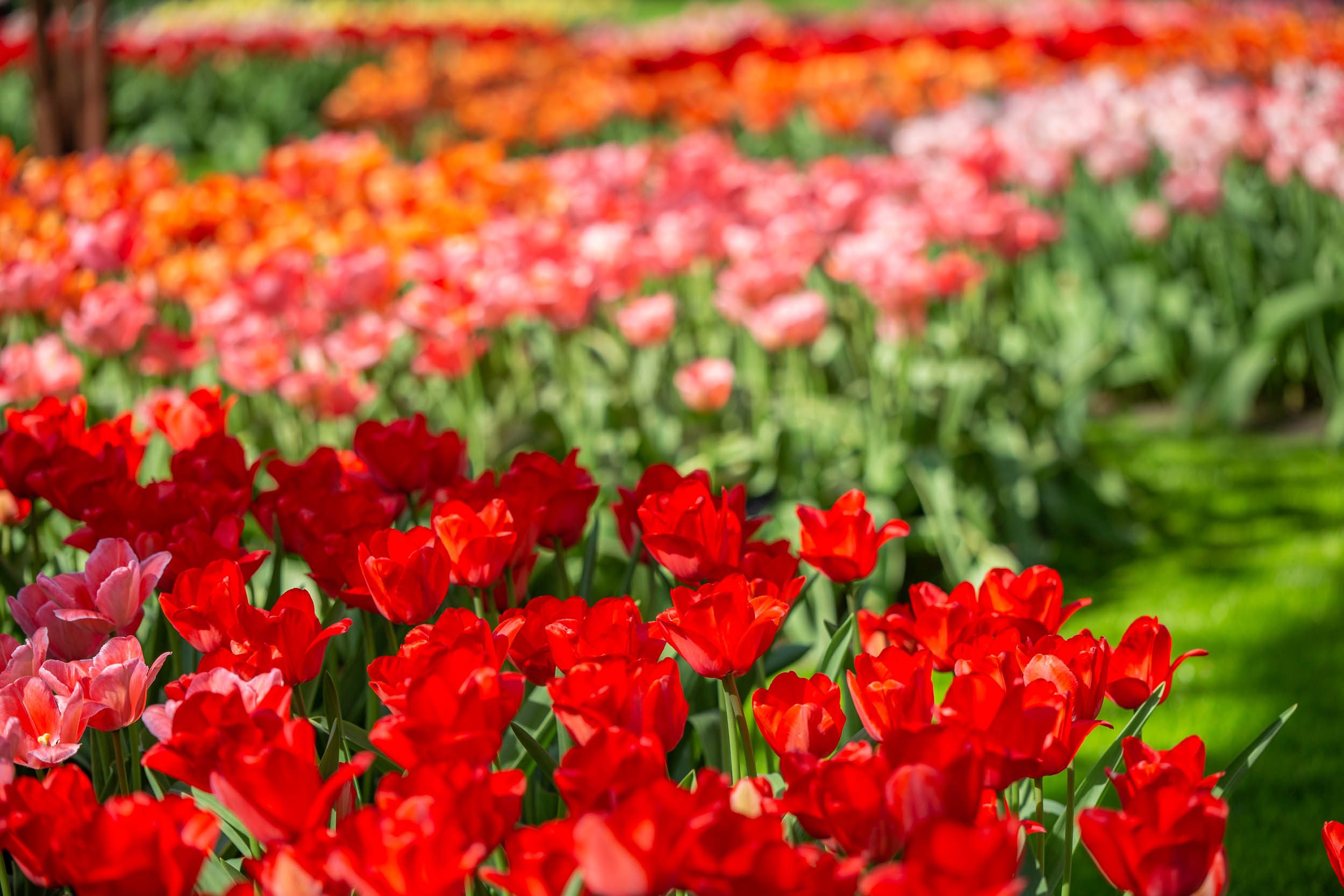 keukenhof-day1/keukenhof-8749-web.jpg