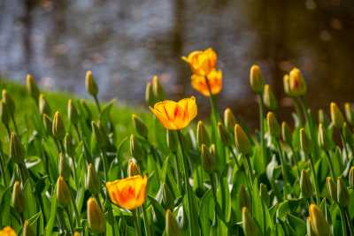 keukenhof-day1/keukenhof-8754-web.jpg