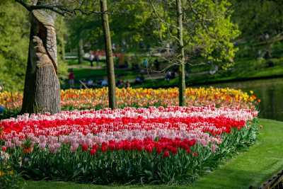 keukenhof-day1/keukenhof-8759-web.jpg