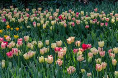 keukenhof-day1/keukenhof-8813-web.jpg