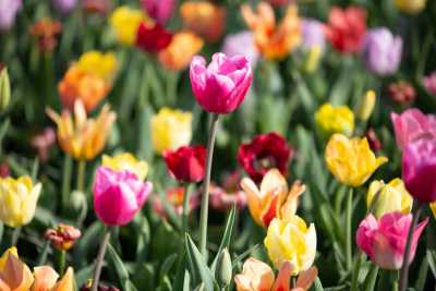 keukenhof-day1/keukenhof-8841-web.jpg