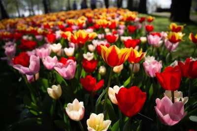 keukenhof-day2/keukenhof-8937-web.jpg