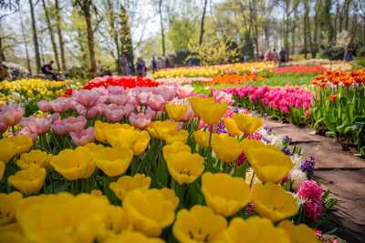 keukenhof-day2/keukenhof-8960-web.jpg