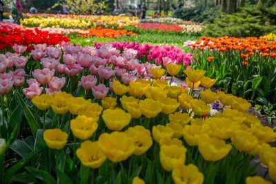 keukenhof-day2/keukenhof-8963-web.jpg