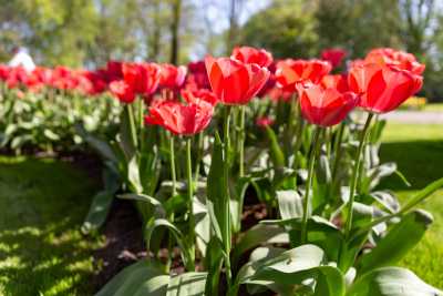 keukenhof-day2/keukenhof-9013-web.jpg