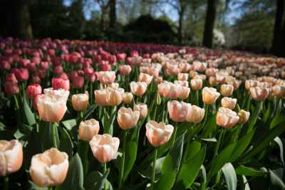 keukenhof-day2/keukenhof-9343-web.jpg