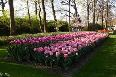 keukenhof2019/_MG_8594-web.jpg