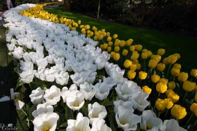 keukenhof2019/_MG_8700-web.jpg