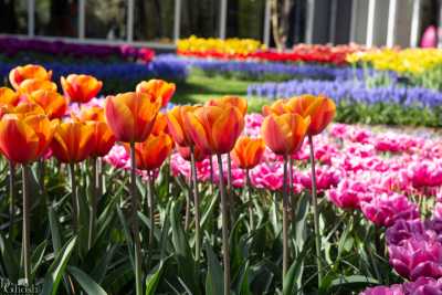 keukenhof2019/_MG_8796-web.jpg