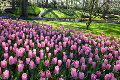 keukenhof2019/_MG_8811-web.jpg