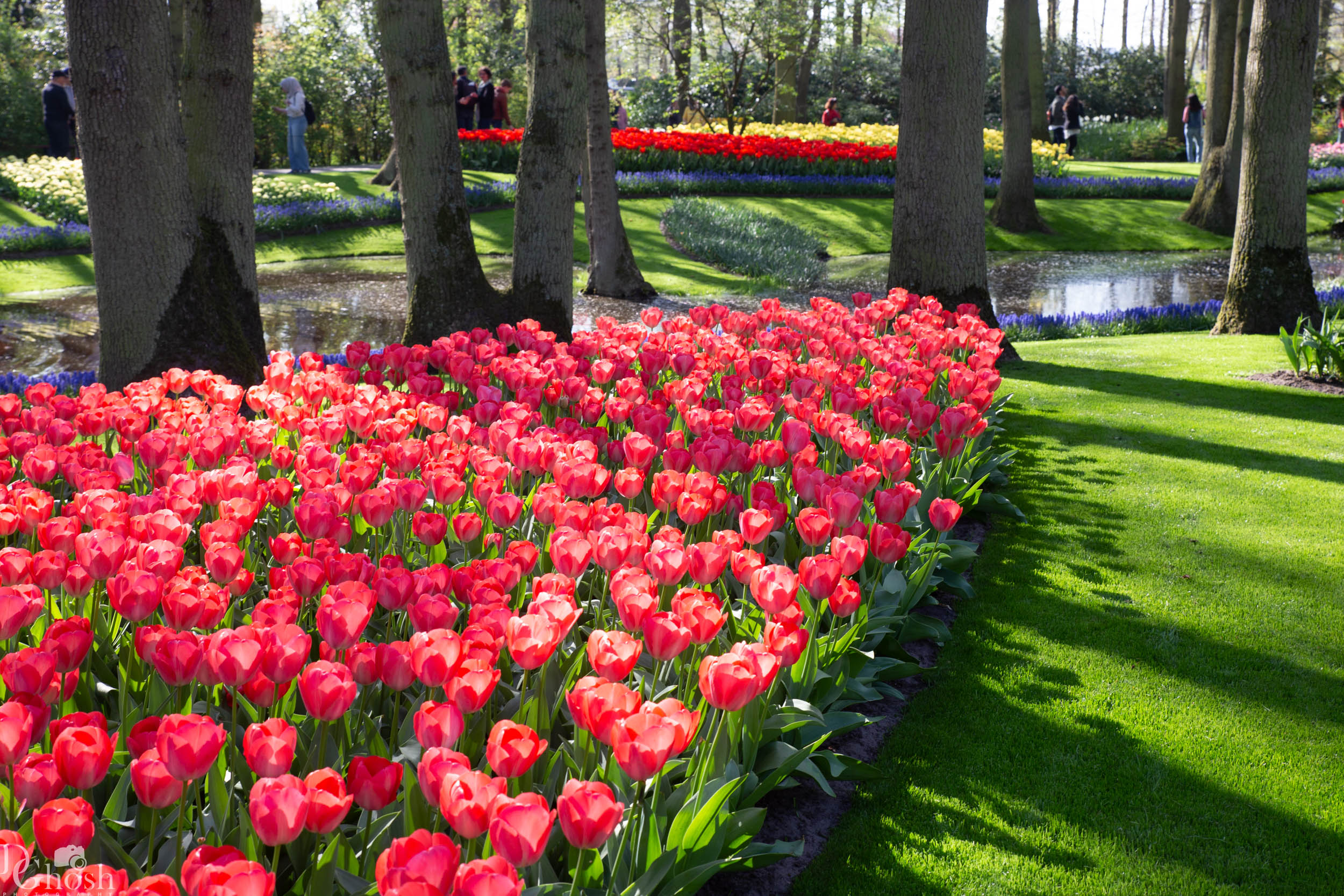 keukenhof2019/_MG_8824-web.jpg