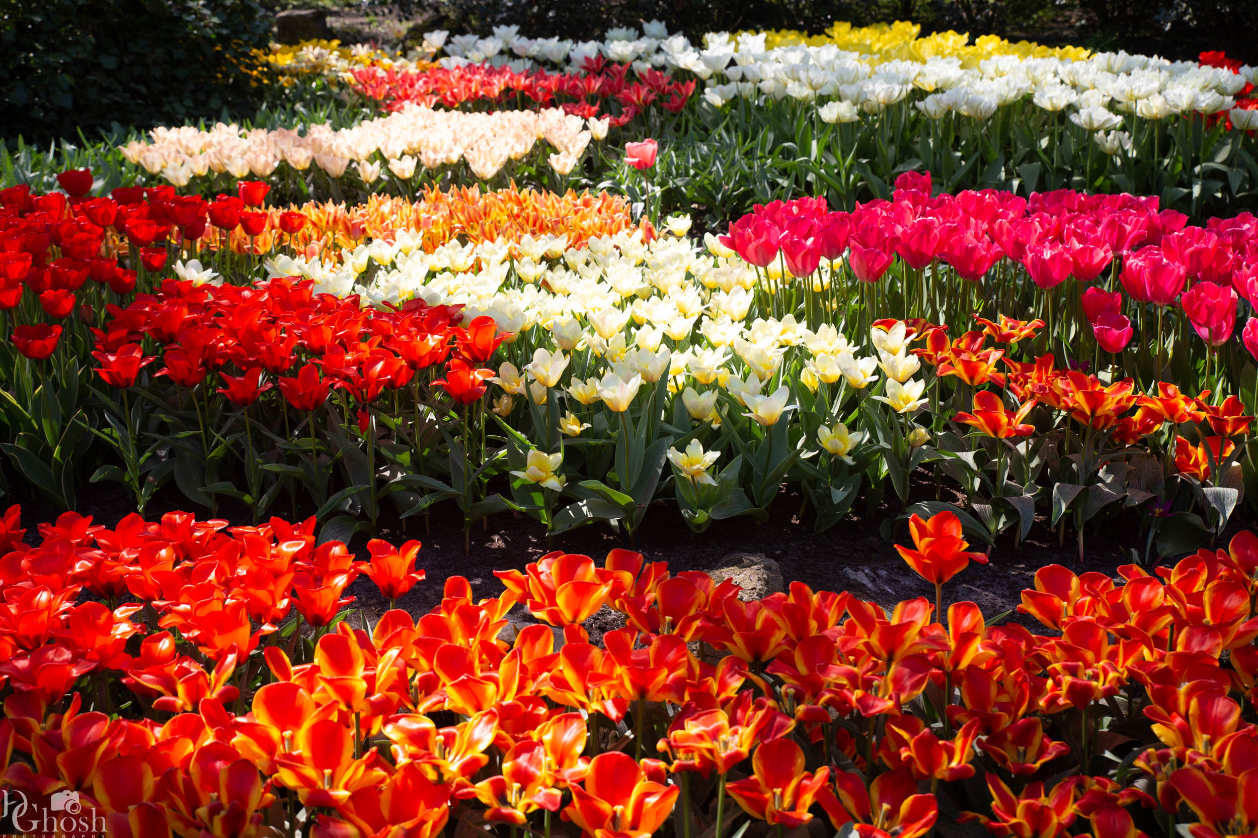keukenhof2019/_MG_8960-web.jpg