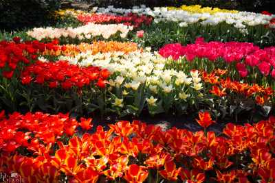 keukenhof2019/_MG_8960-web.jpg