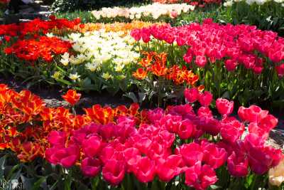 keukenhof2019/_MG_8963-web.jpg