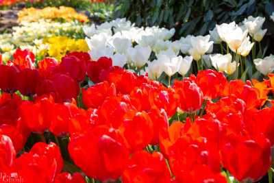 keukenhof2019/_MG_8972-web.jpg