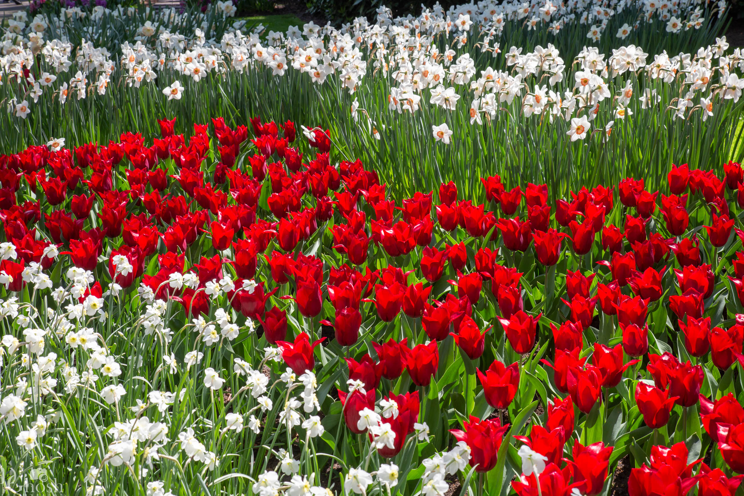 keukenhof2019/_MG_8999-web.jpg