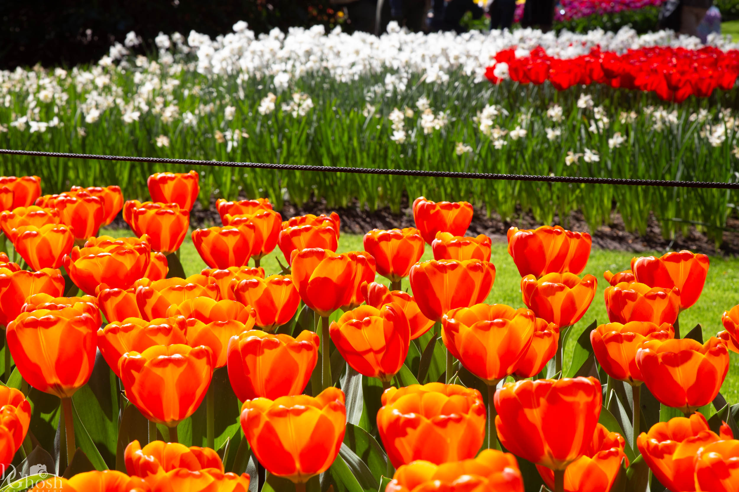 keukenhof2019/_MG_9008-web.jpg