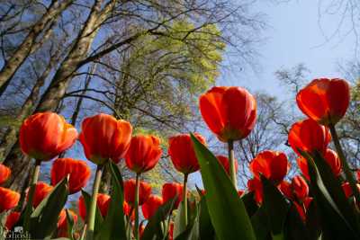 keukenhof2019/_MG_9036-web.jpg