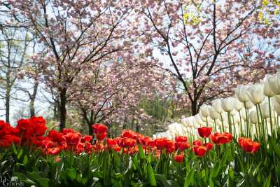 keukenhof2019/_MG_9105-Edit-web.jpg