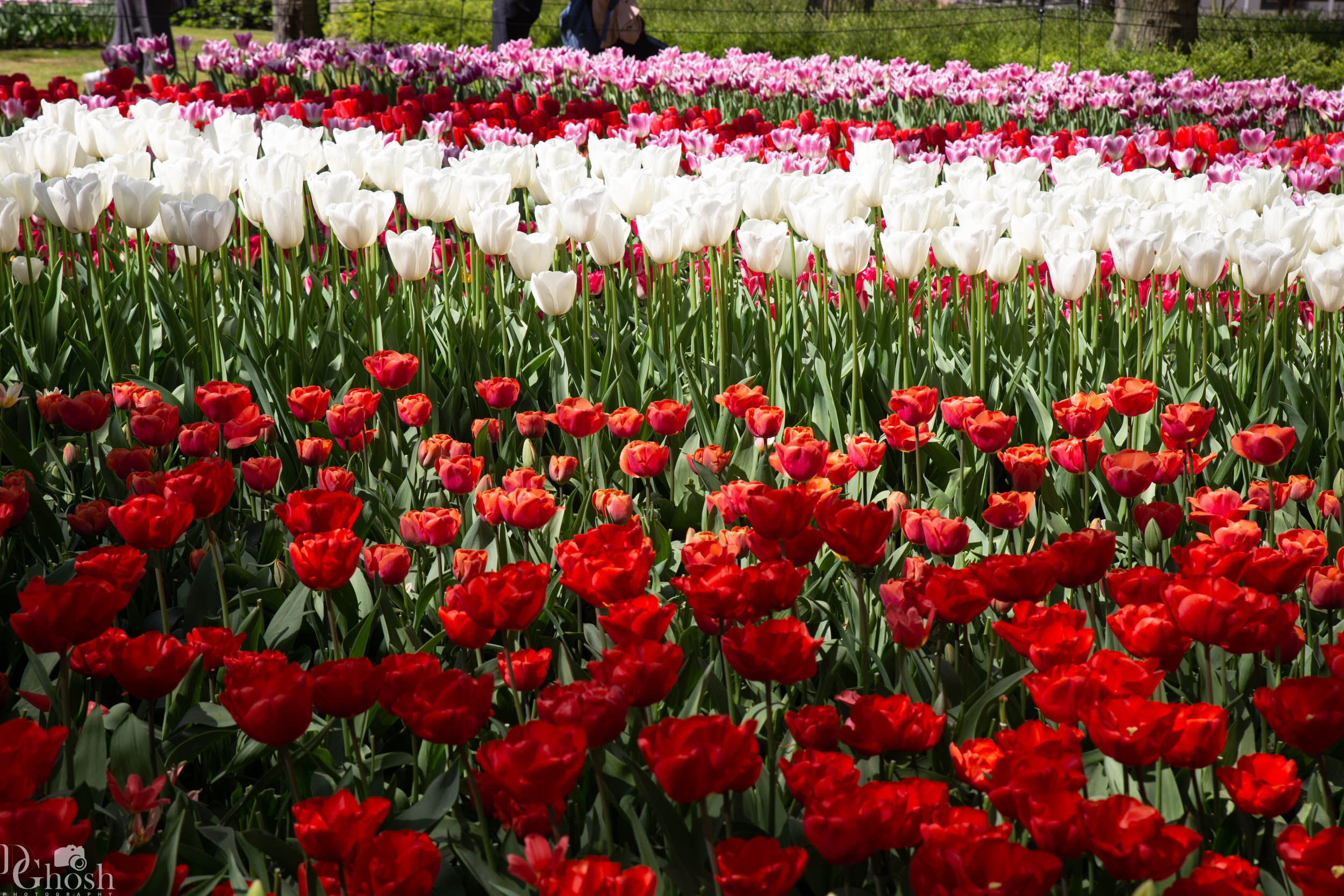 keukenhof2019/_MG_9107-web.jpg