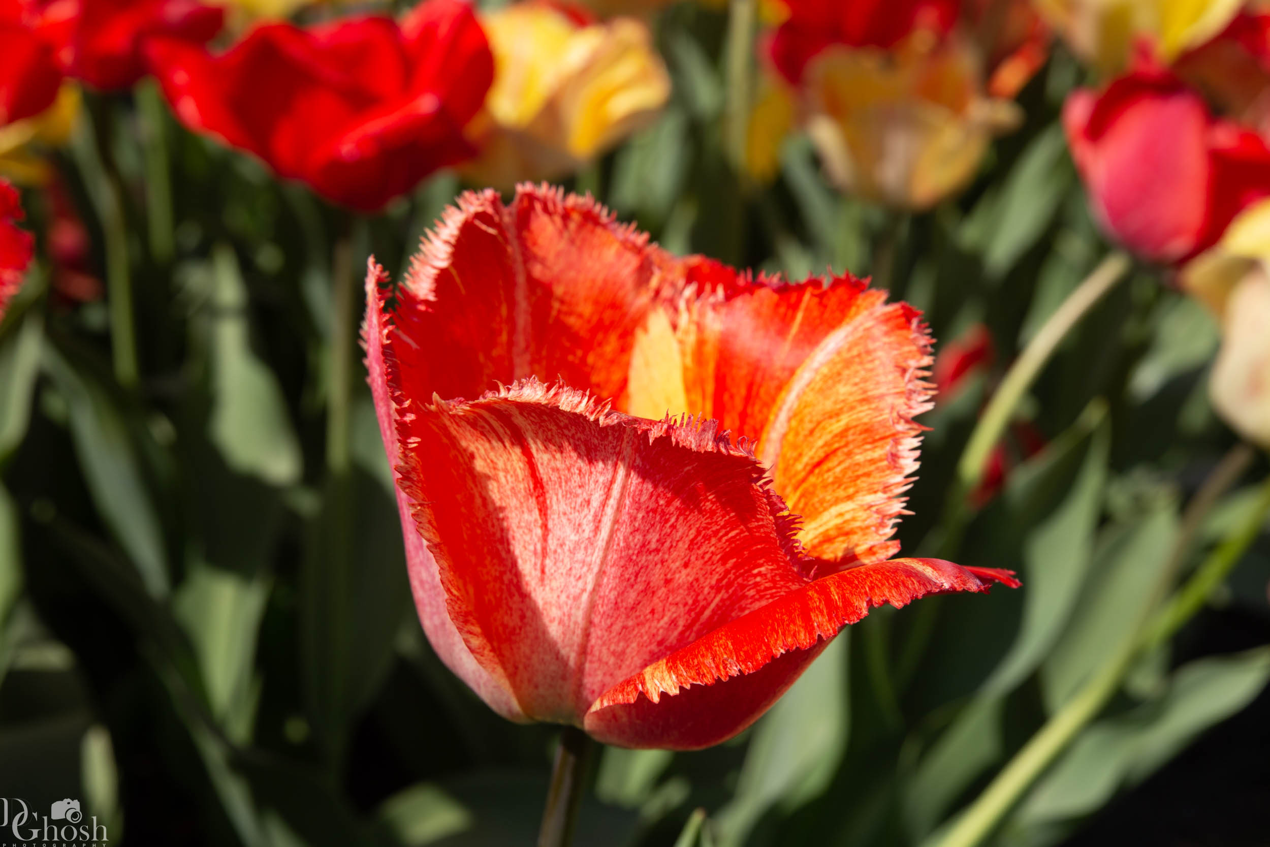 keukenhof2019/_MG_9162-web.jpg